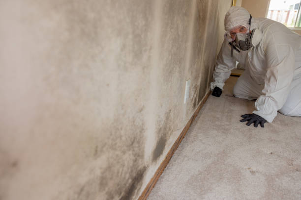 Best Residential Mold Inspection & Testing  in Seatac, WA